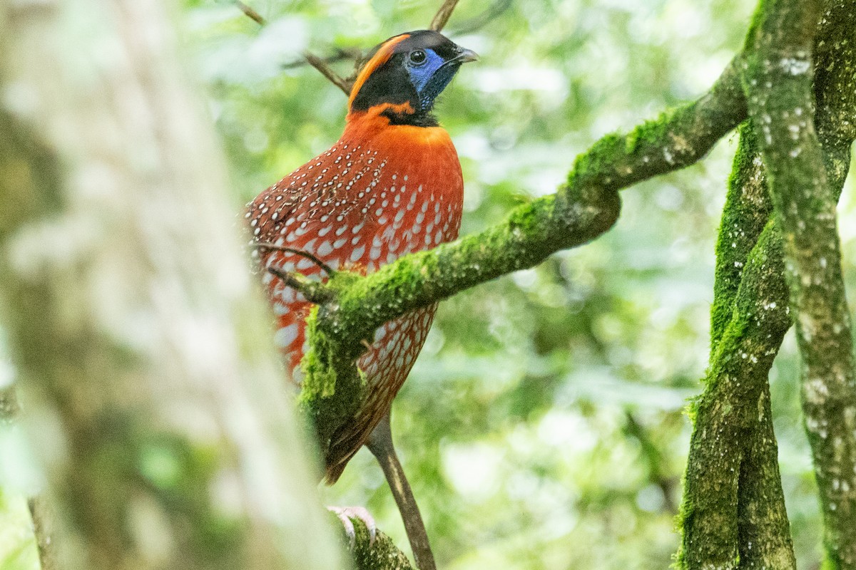 Temminck's Tragopan - ML622009754