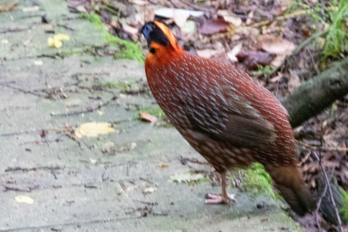 Temminck's Tragopan - ML622009760