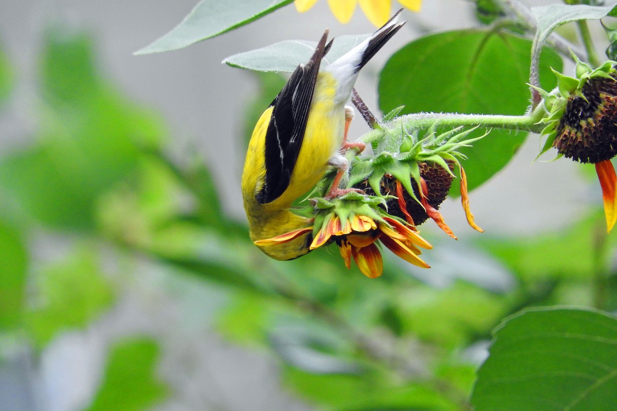 American Goldfinch - ML622009835