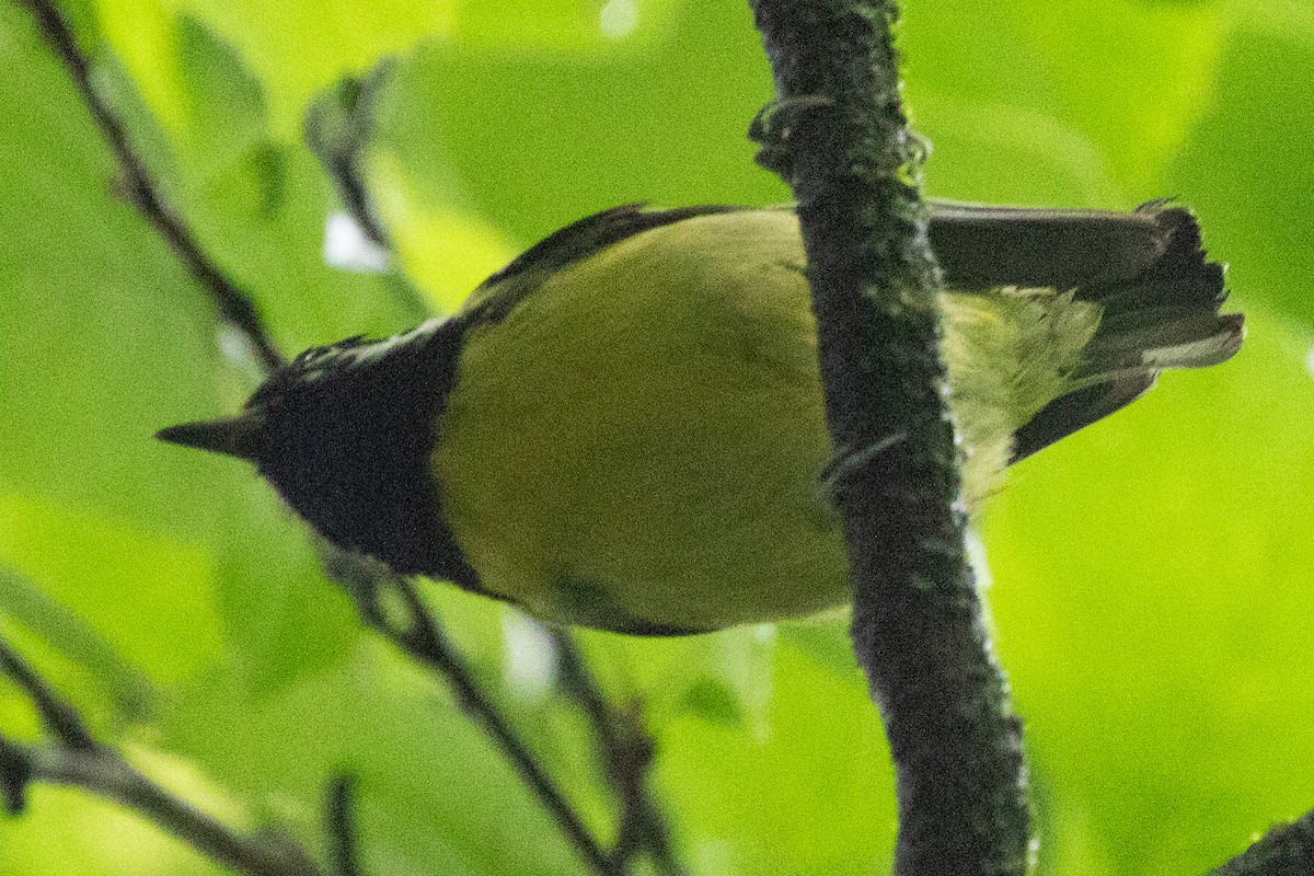 Yellow-bellied Tit - ML622009880