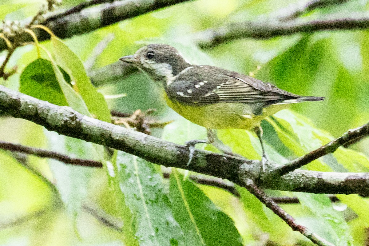 Yellow-bellied Tit - ML622009889