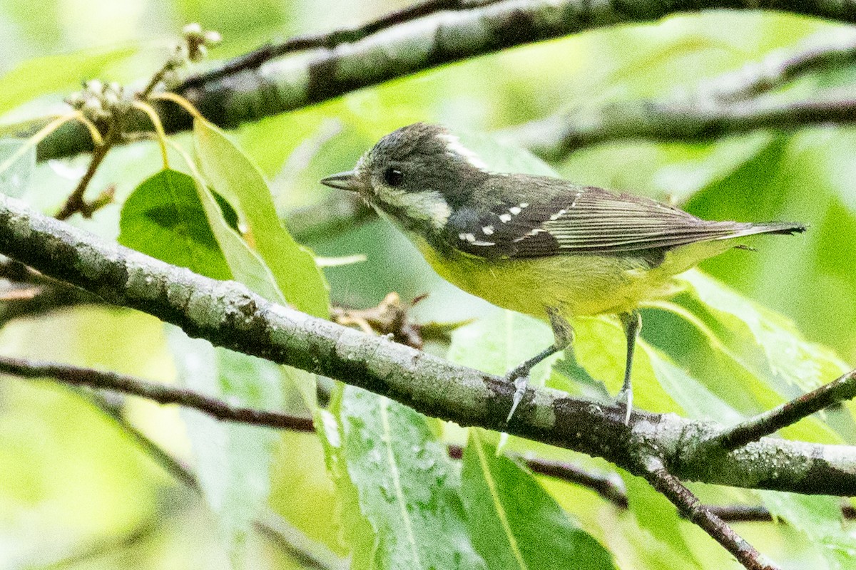 Yellow-bellied Tit - ML622009892