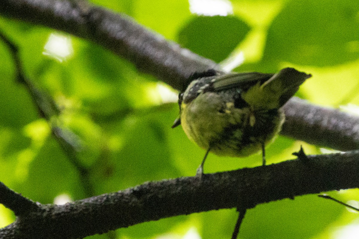 Yellow-bellied Tit - ML622009894