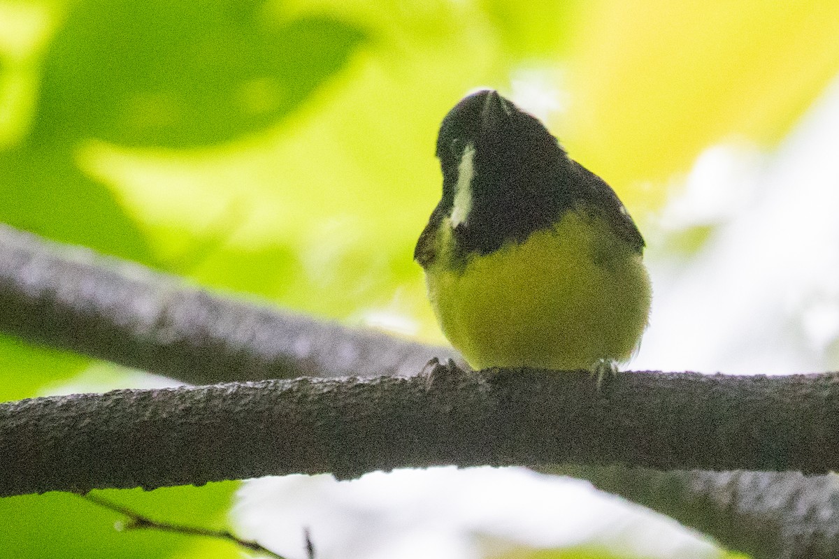 Yellow-bellied Tit - ML622009896