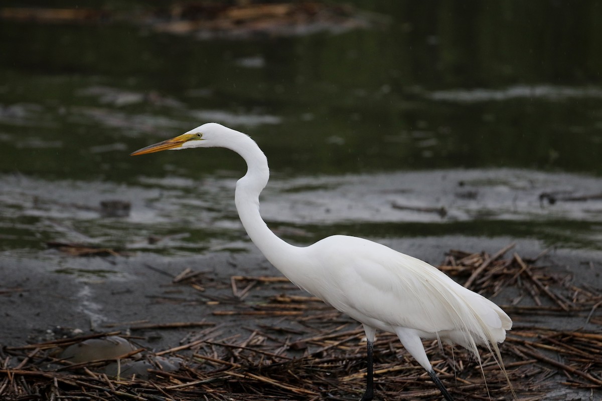 Great Egret - ML62200991