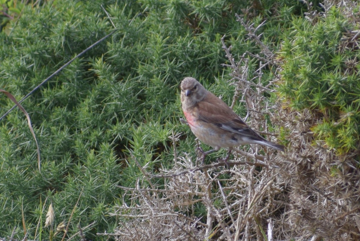 Eurasian Linnet - Neil Gilbert