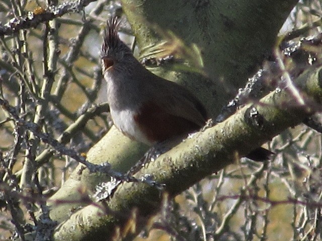 Schopftapaculo - ML622009994