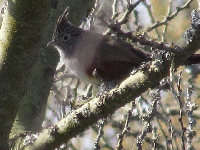 Schopftapaculo - ML622009995