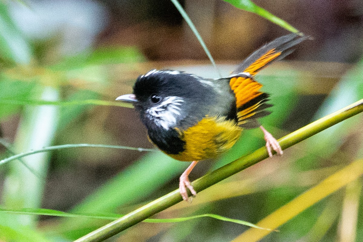 Golden-breasted Fulvetta - ML622010033