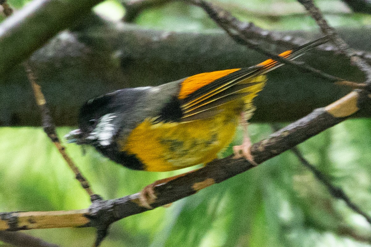 Golden-breasted Fulvetta - ML622010043