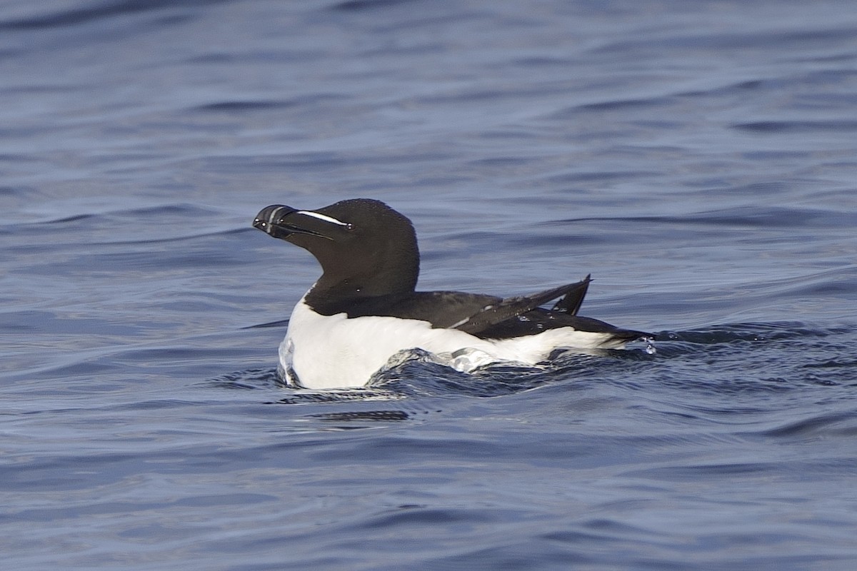 Razorbill - ML622010055