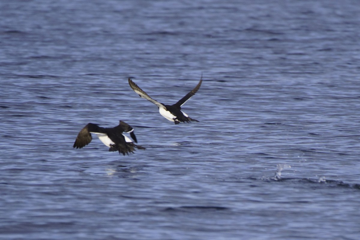 Razorbill - ML622010056