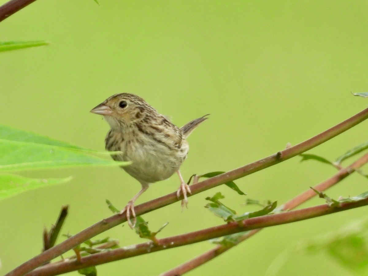 Grasshopper Sparrow - ML622010089