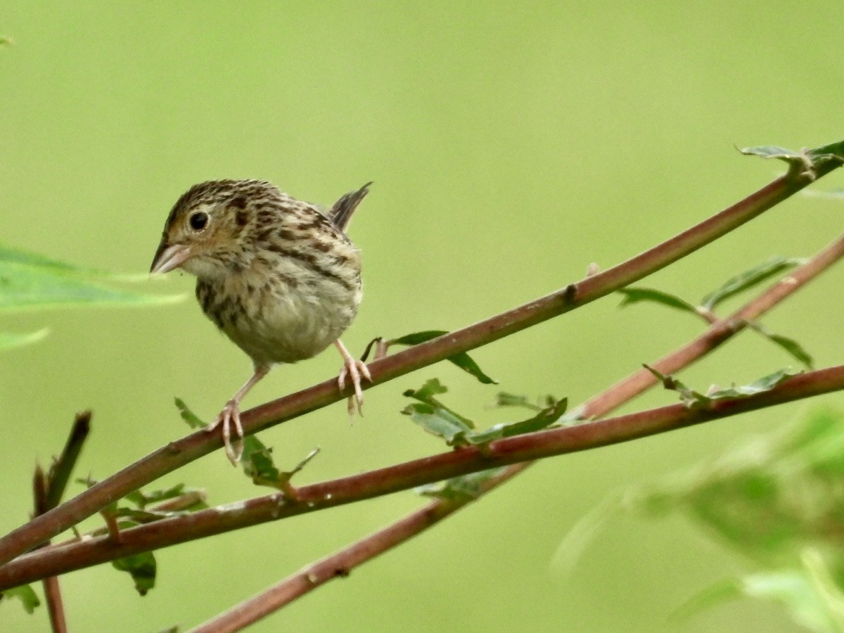 Grasshopper Sparrow - ML622010090
