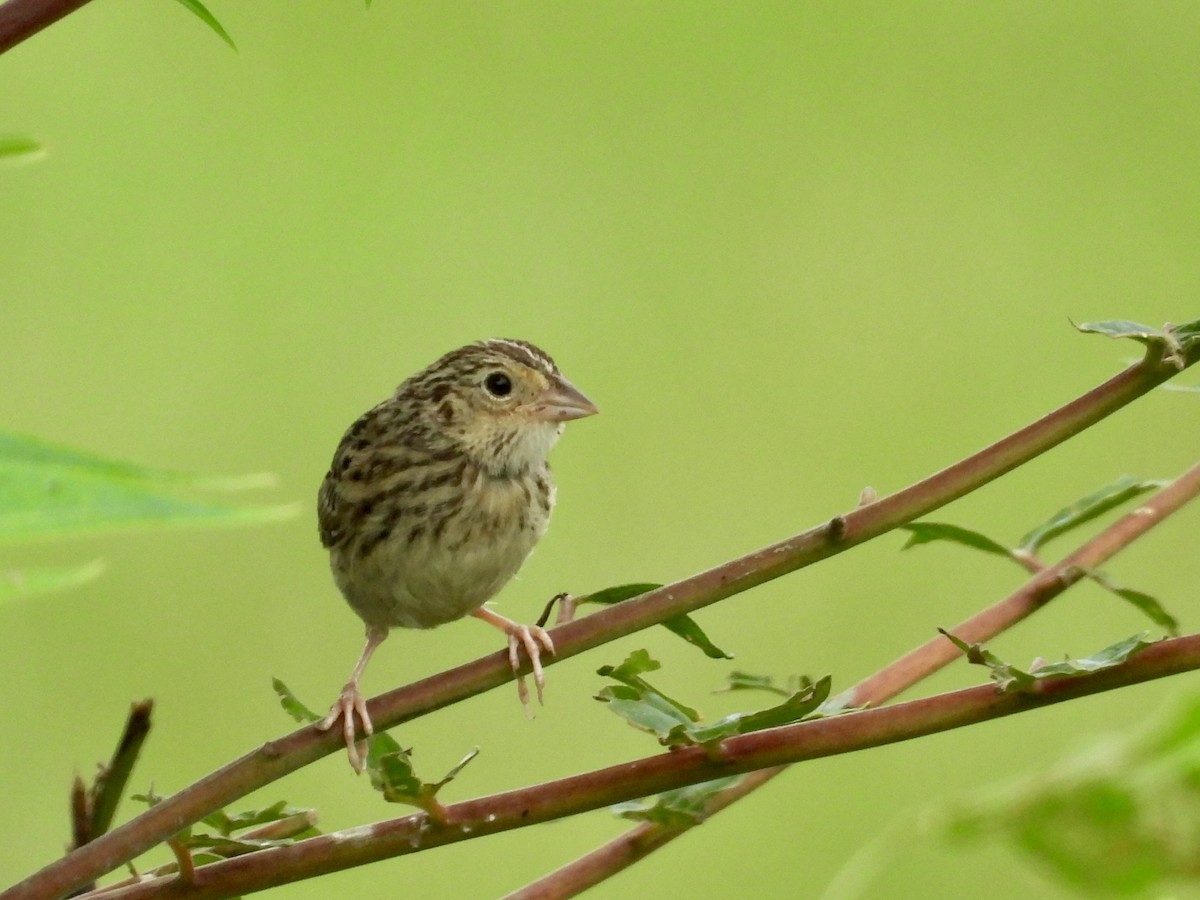 Grasshopper Sparrow - ML622010091