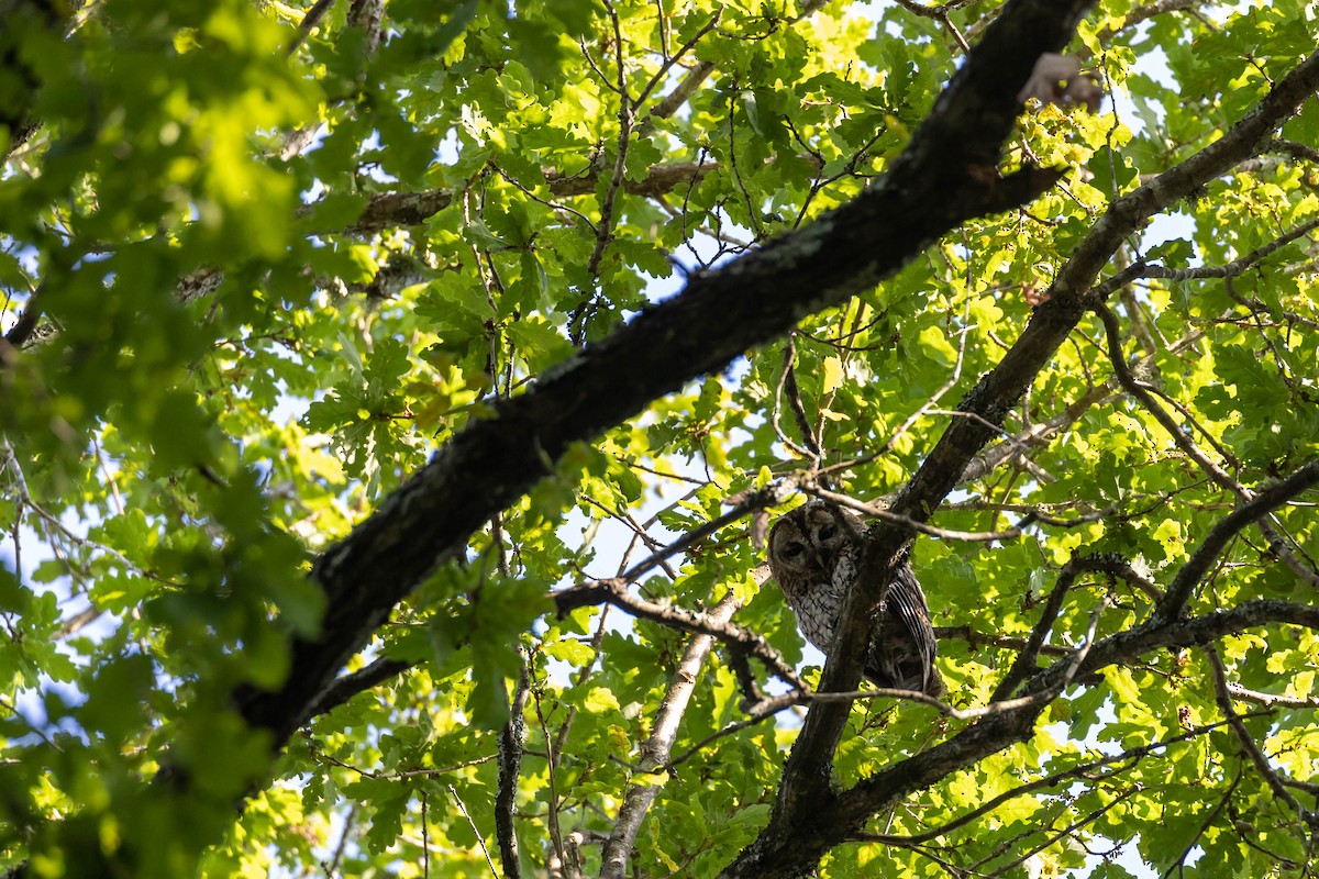 Tawny Owl - Mário Trindade