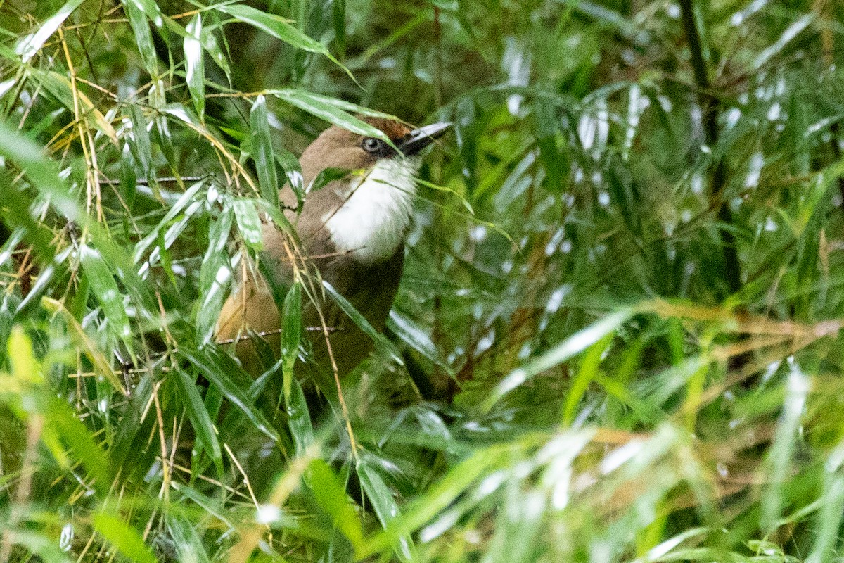 White-throated Laughingthrush - ML622010111