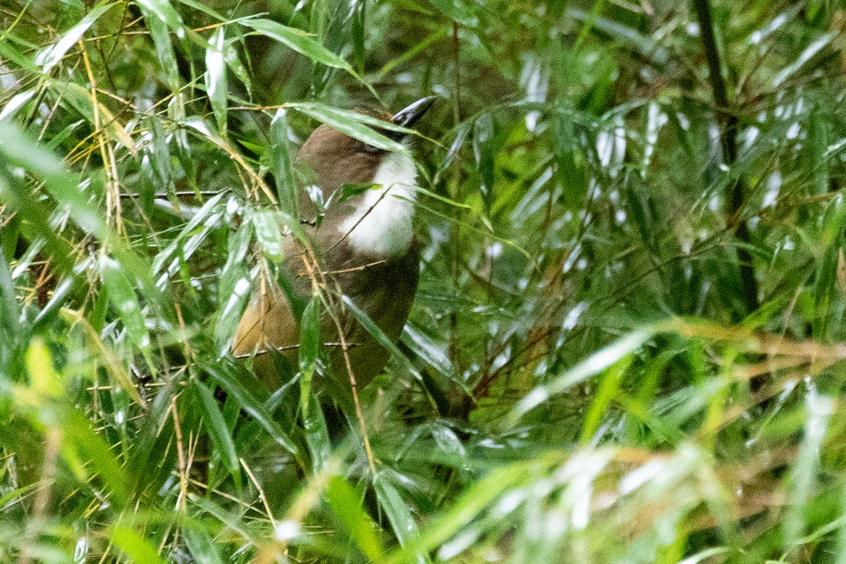 White-throated Laughingthrush - Sue Wright