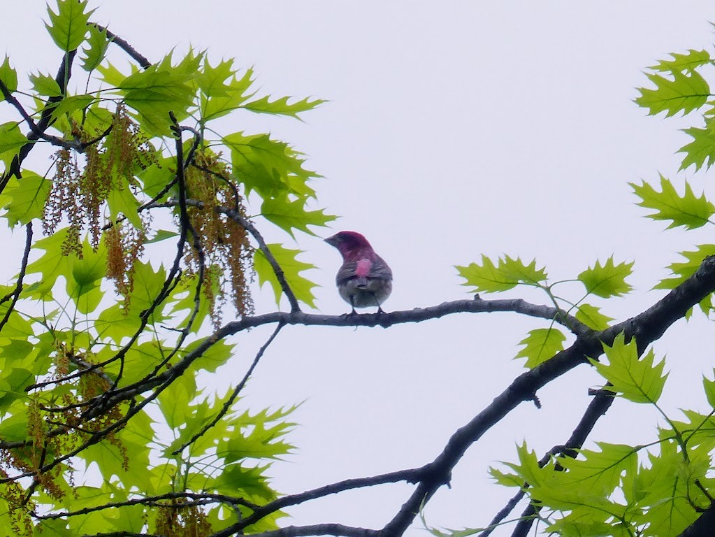 Purple Finch - ML622010339