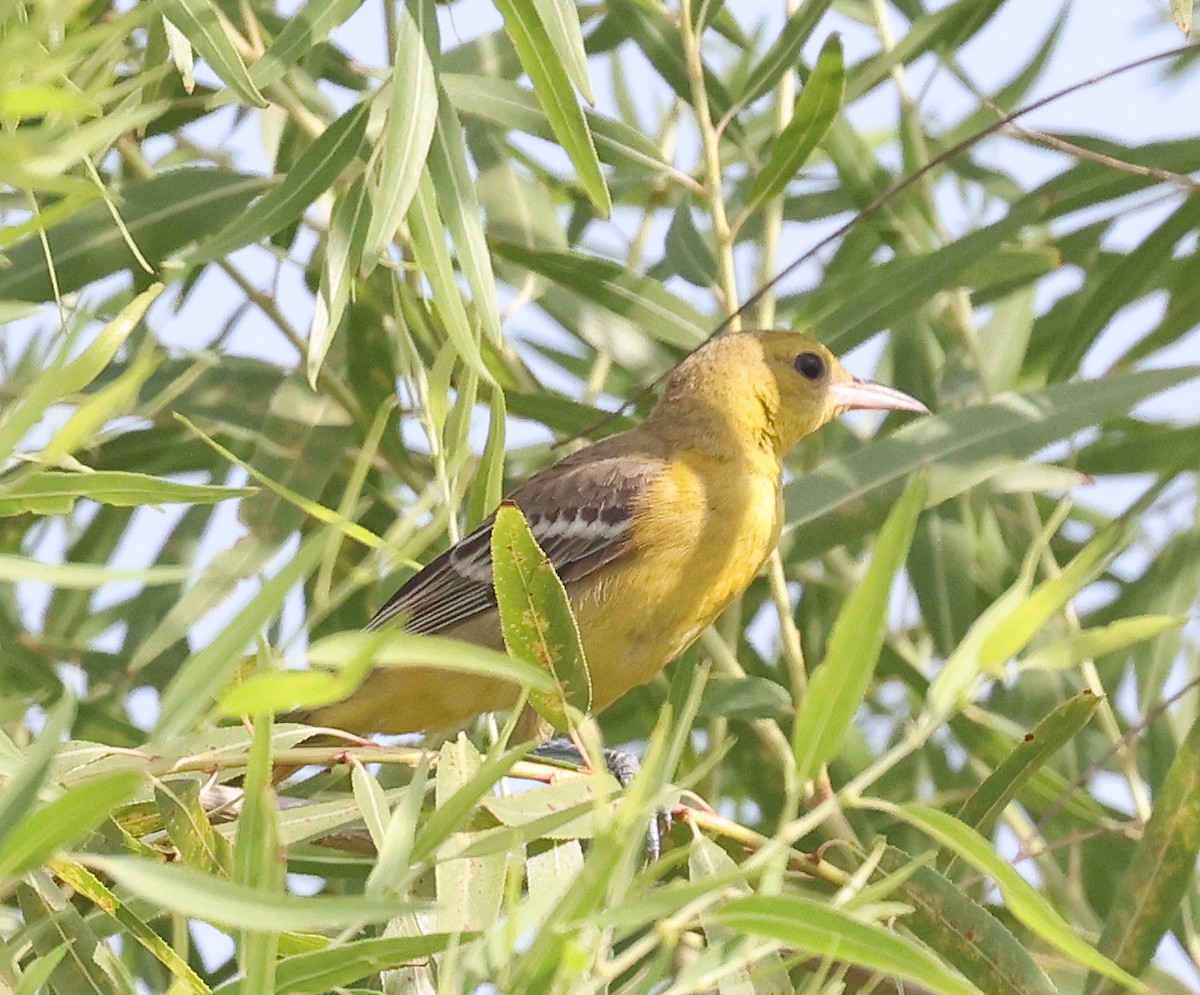 eBird Checklist 30 Jul 2024 Higley and Ocotillo Rds. ponds 37 species