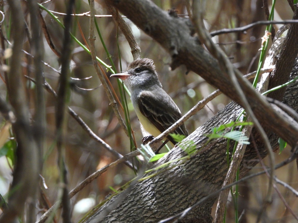Brown-crested Flycatcher - ML622010385