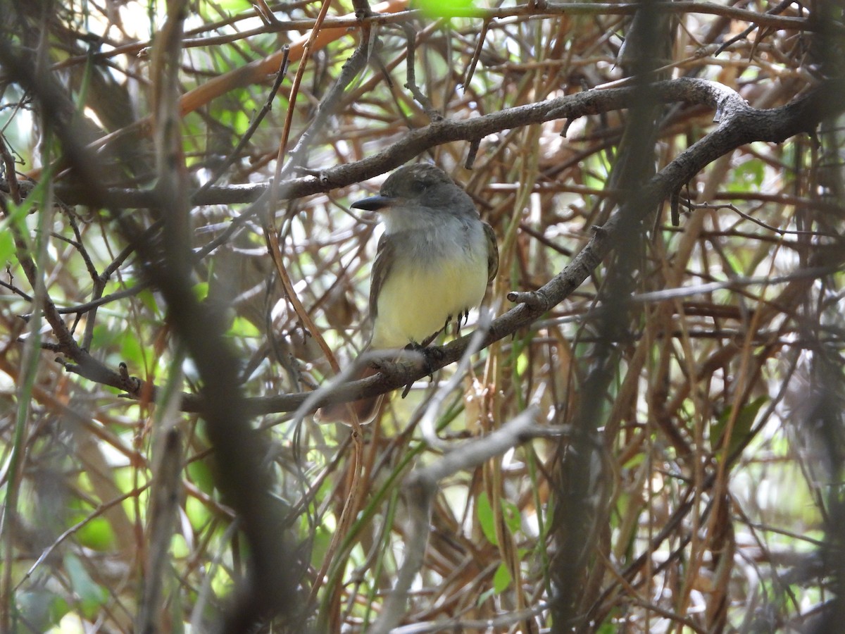 Brown-crested Flycatcher - ML622010386