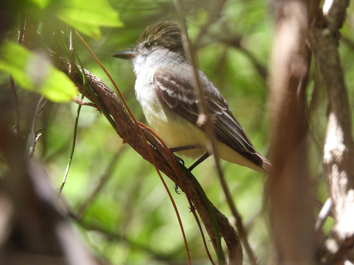 Brown-crested Flycatcher - ML622010398