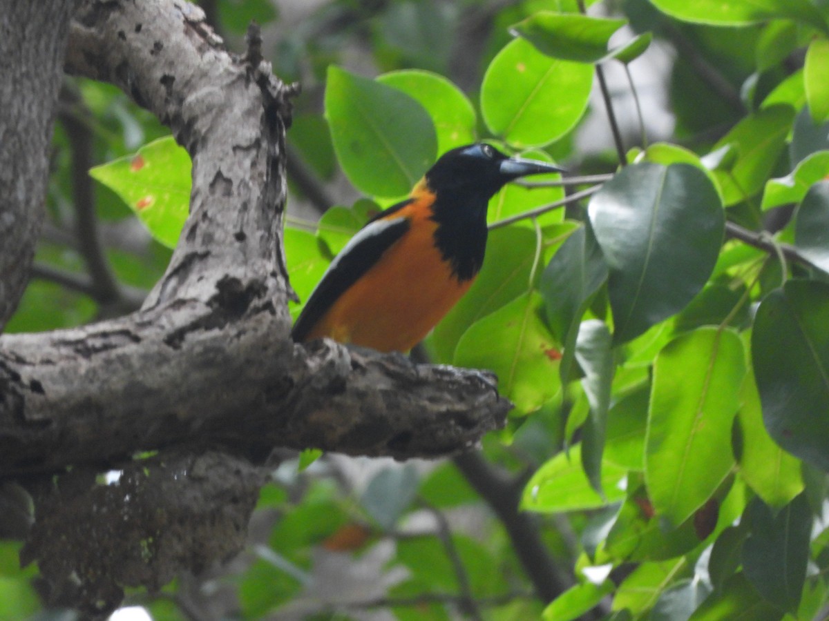 Venezuelan Troupial - ML622010427
