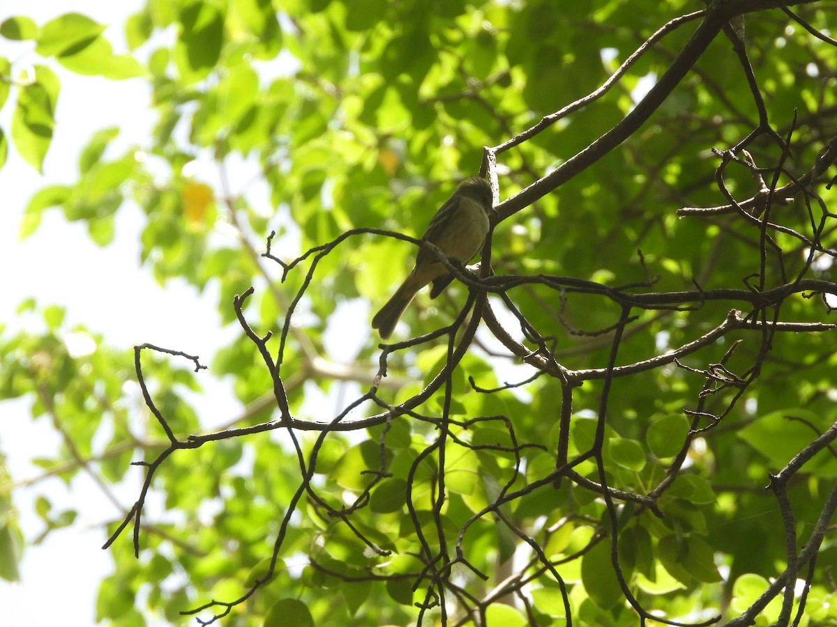 Caribbean Elaenia - Ingo Van Veghel