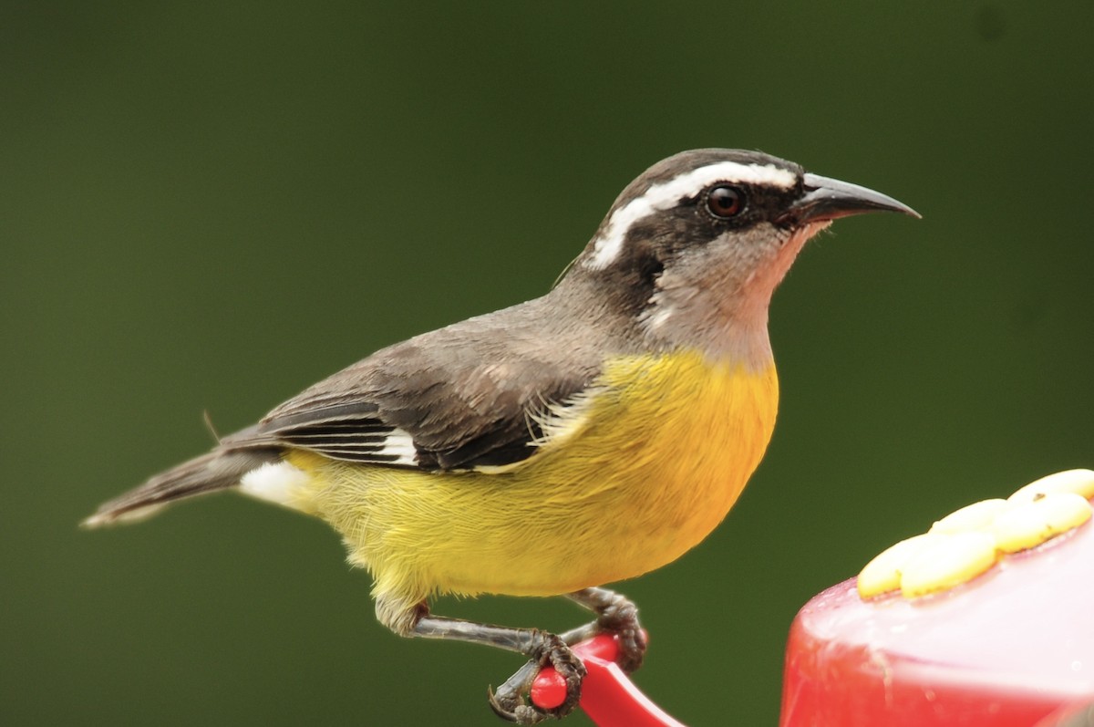 Bananaquit - ML622010446