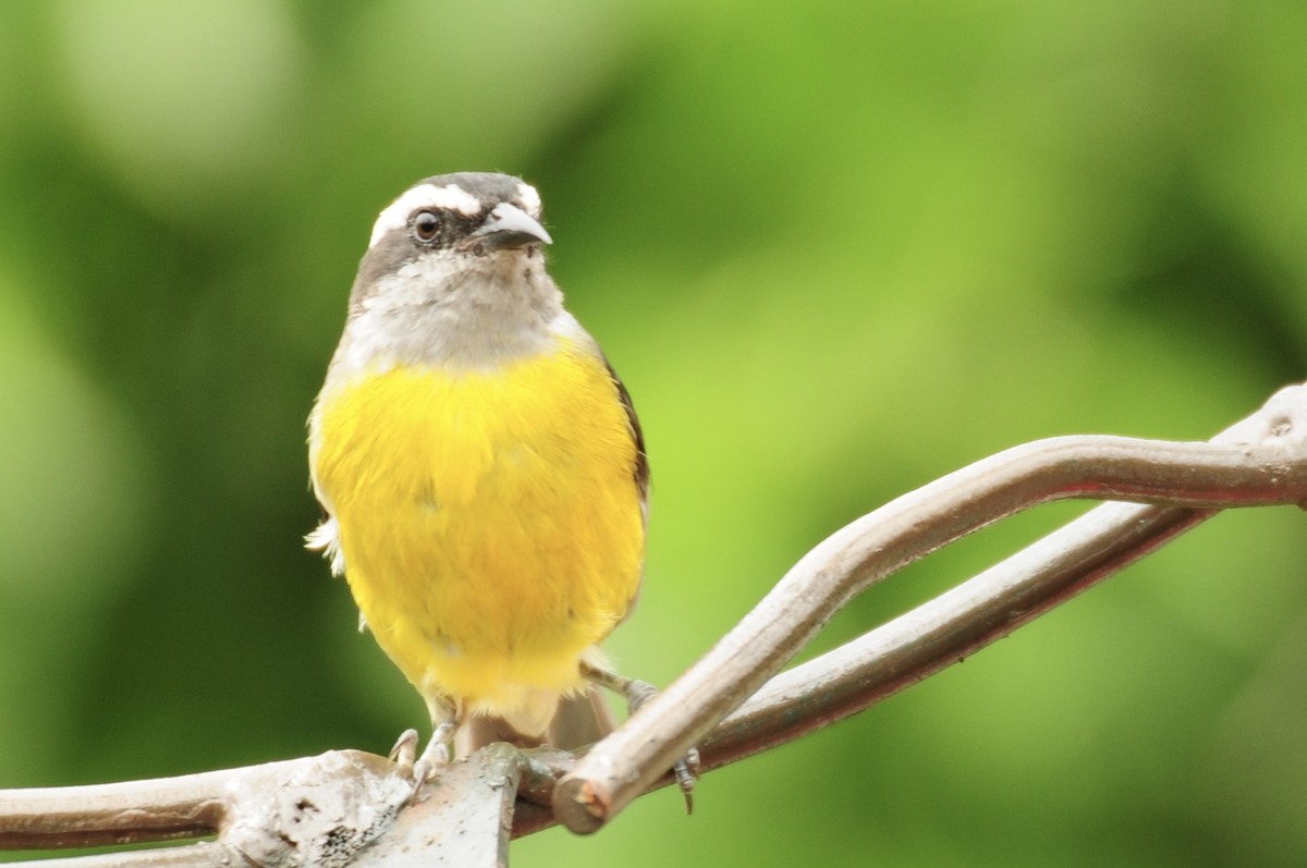 Bananaquit - ML622010447