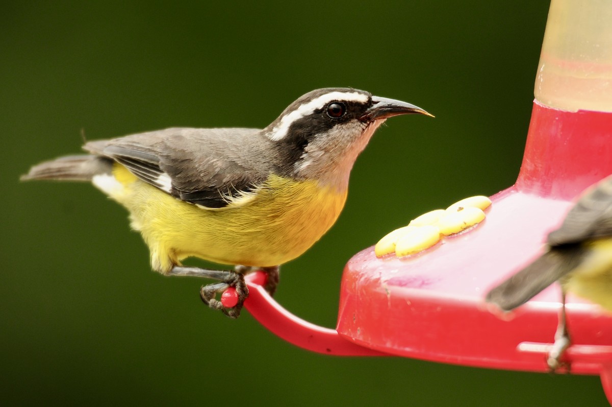 Bananaquit - ML622010448