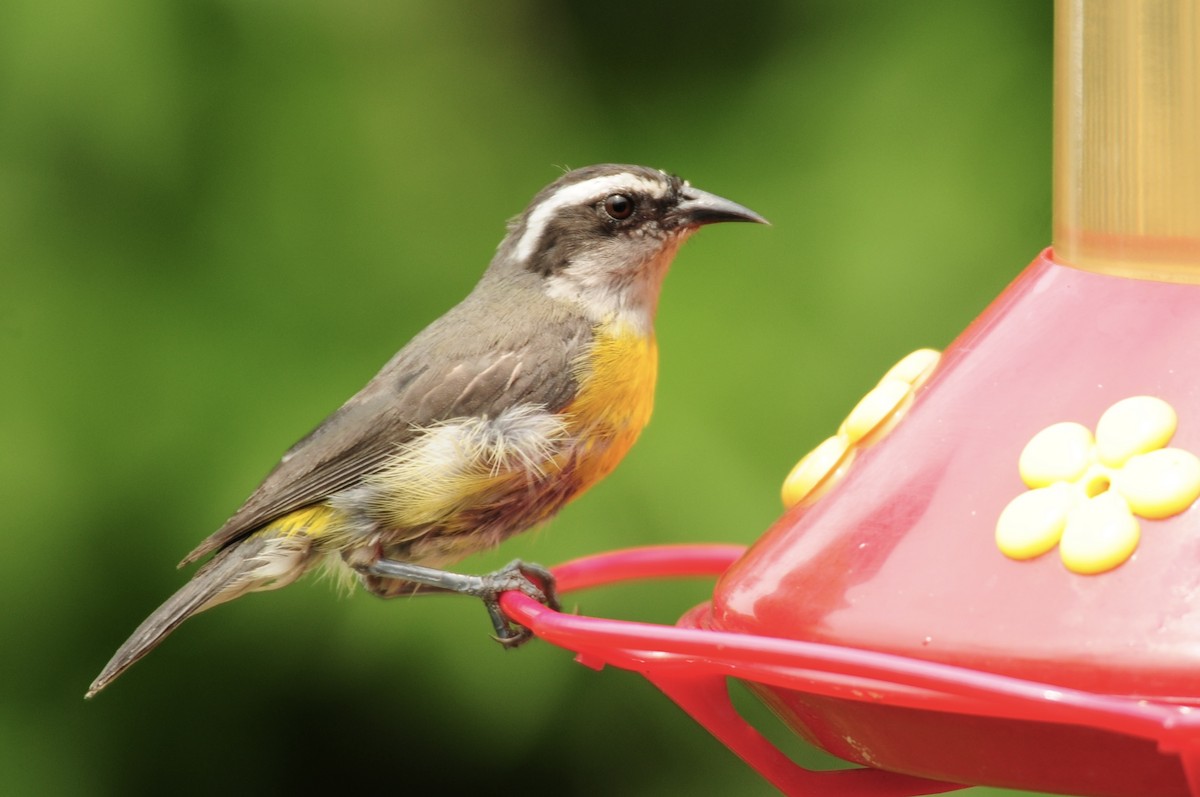Bananaquit - ML622010449