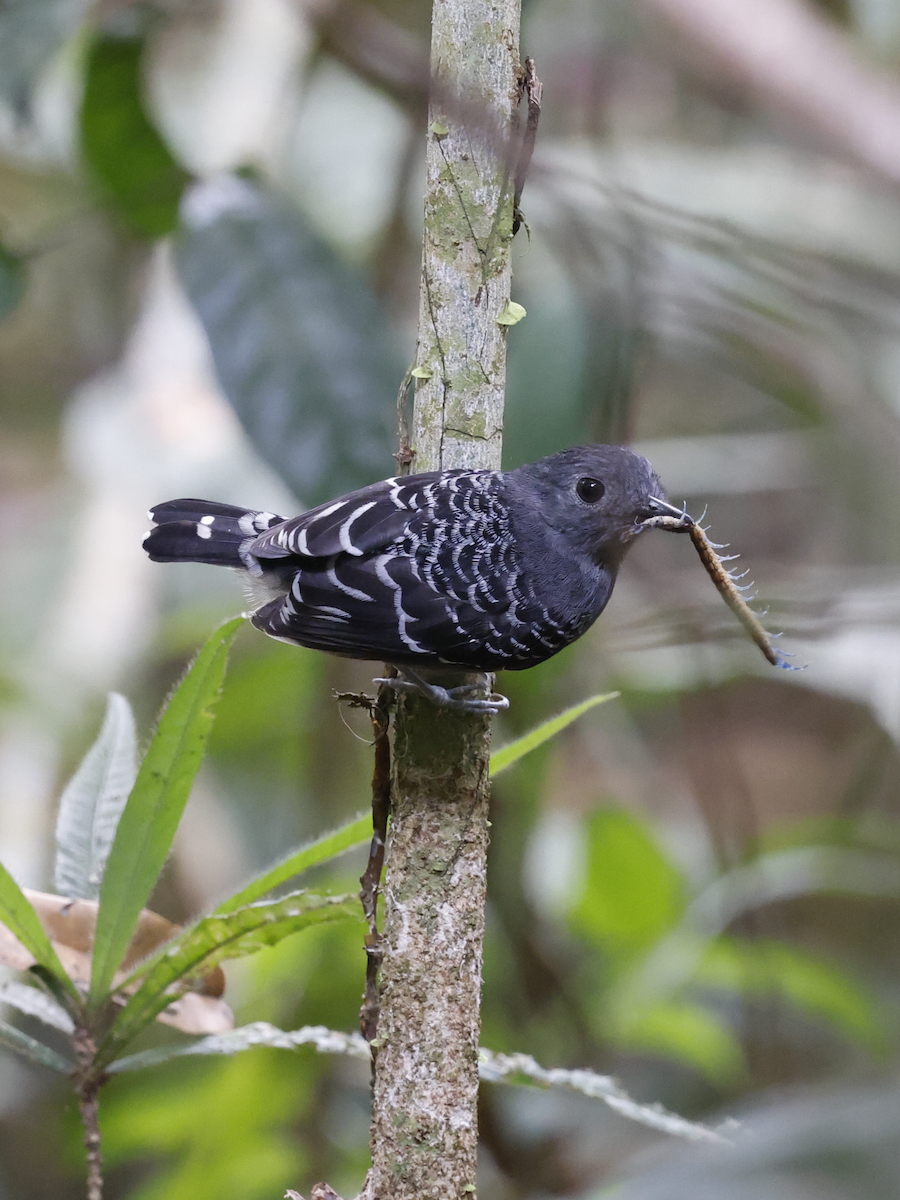 Common Scale-backed Antbird - ML622010454