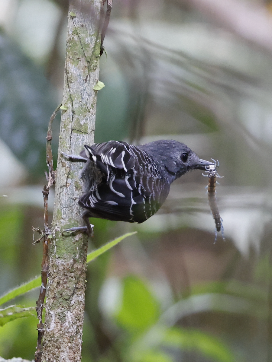 Common Scale-backed Antbird - ML622010455