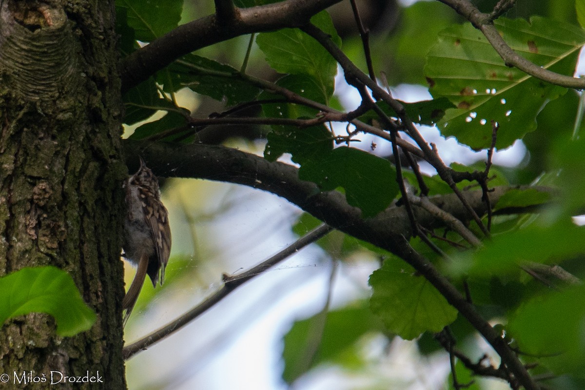 Eurasian Treecreeper - ML622010457