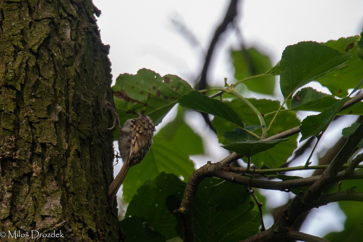 Eurasian Treecreeper - ML622010458