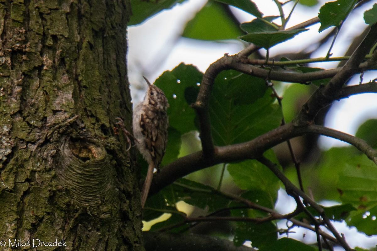 Eurasian Treecreeper - ML622010459