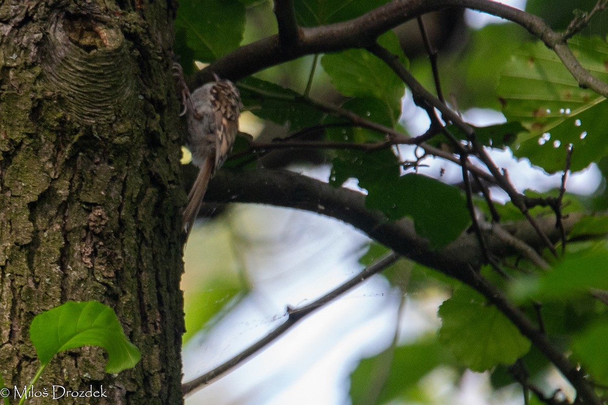 Eurasian Treecreeper - ML622010460