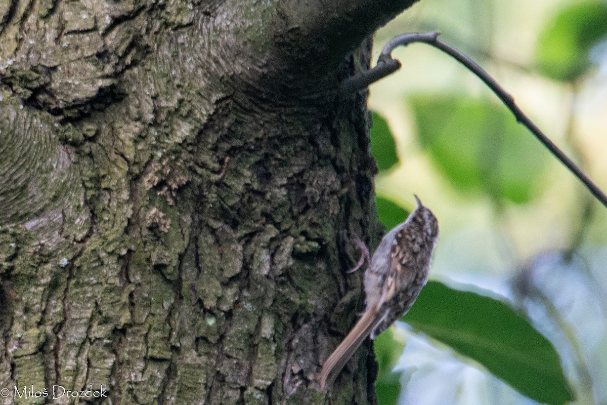 Eurasian Treecreeper - ML622010461