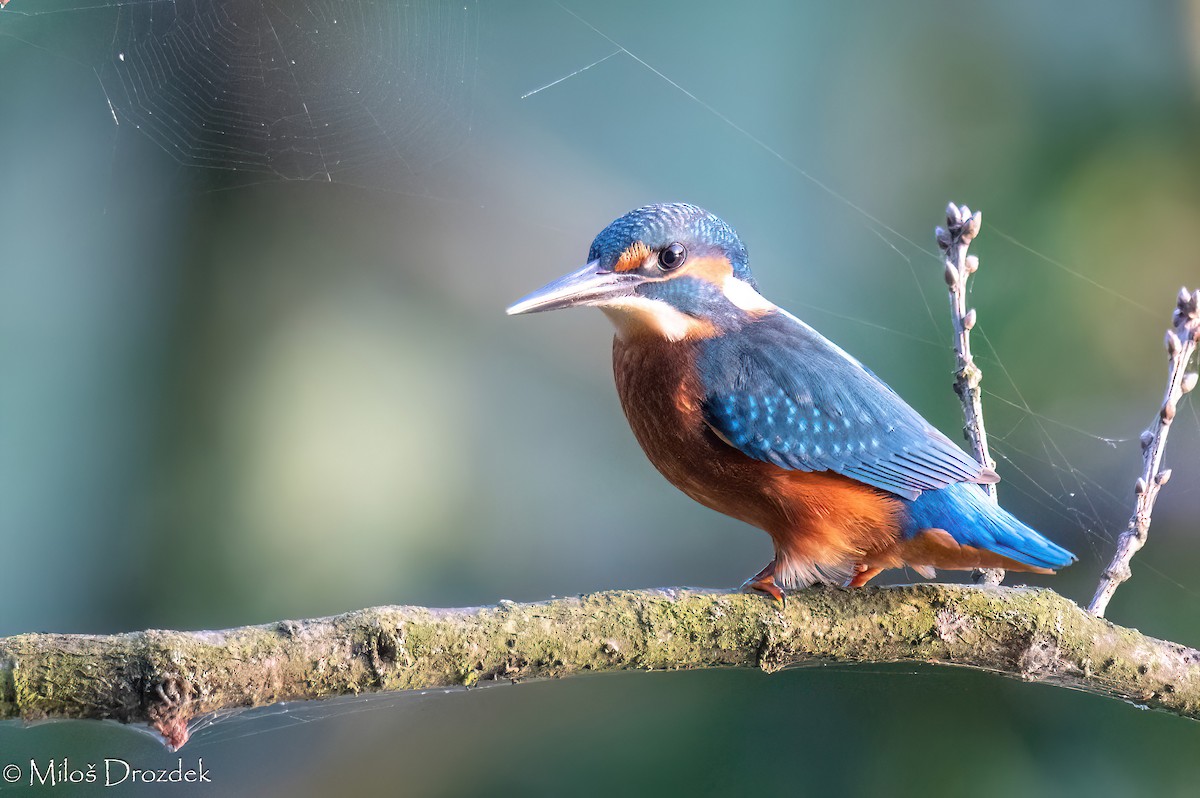 Common Kingfisher - ML622010464