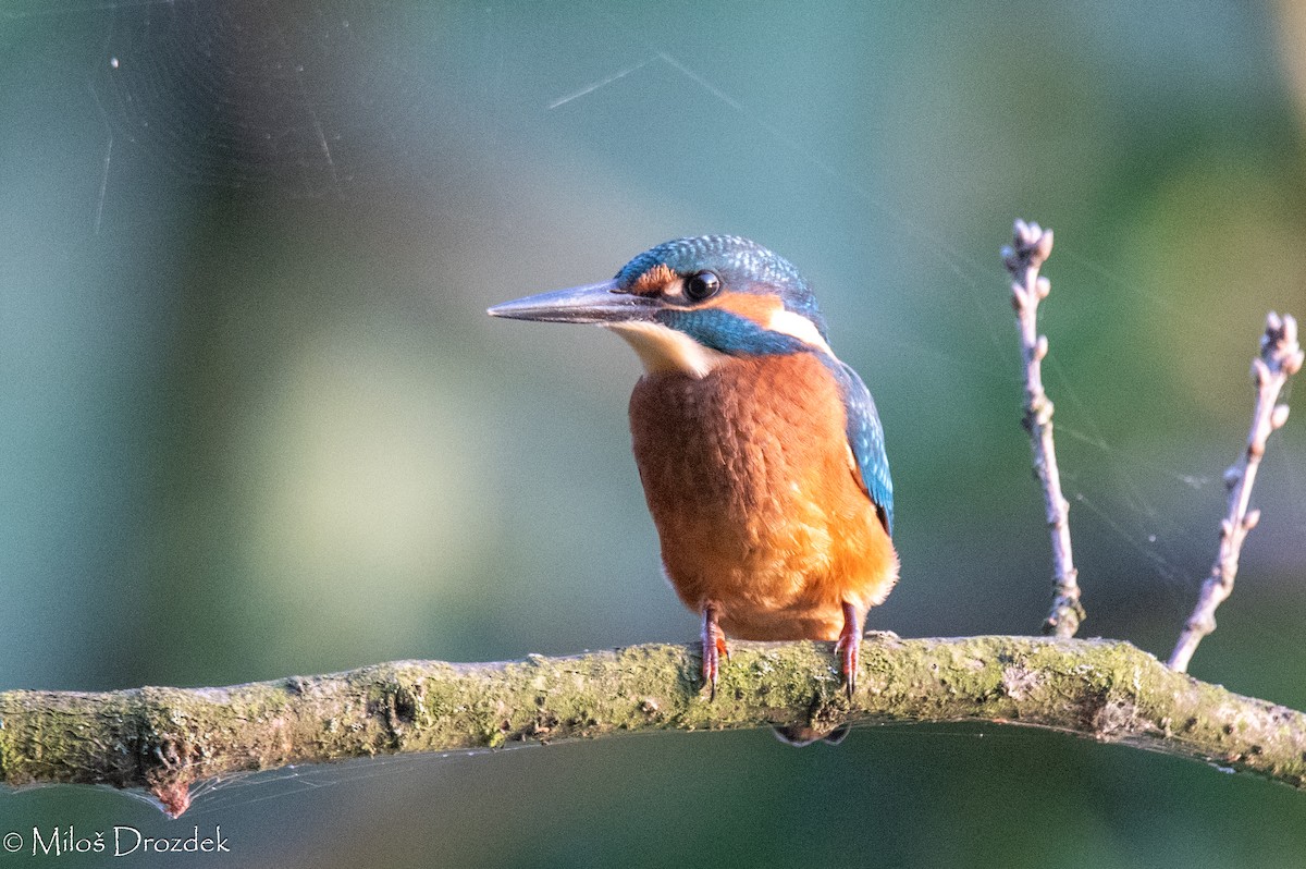 Common Kingfisher - ML622010466