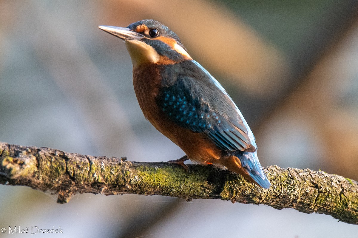 Common Kingfisher - ML622010467