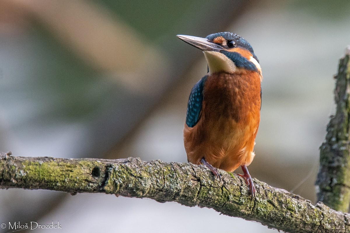 Common Kingfisher - ML622010468