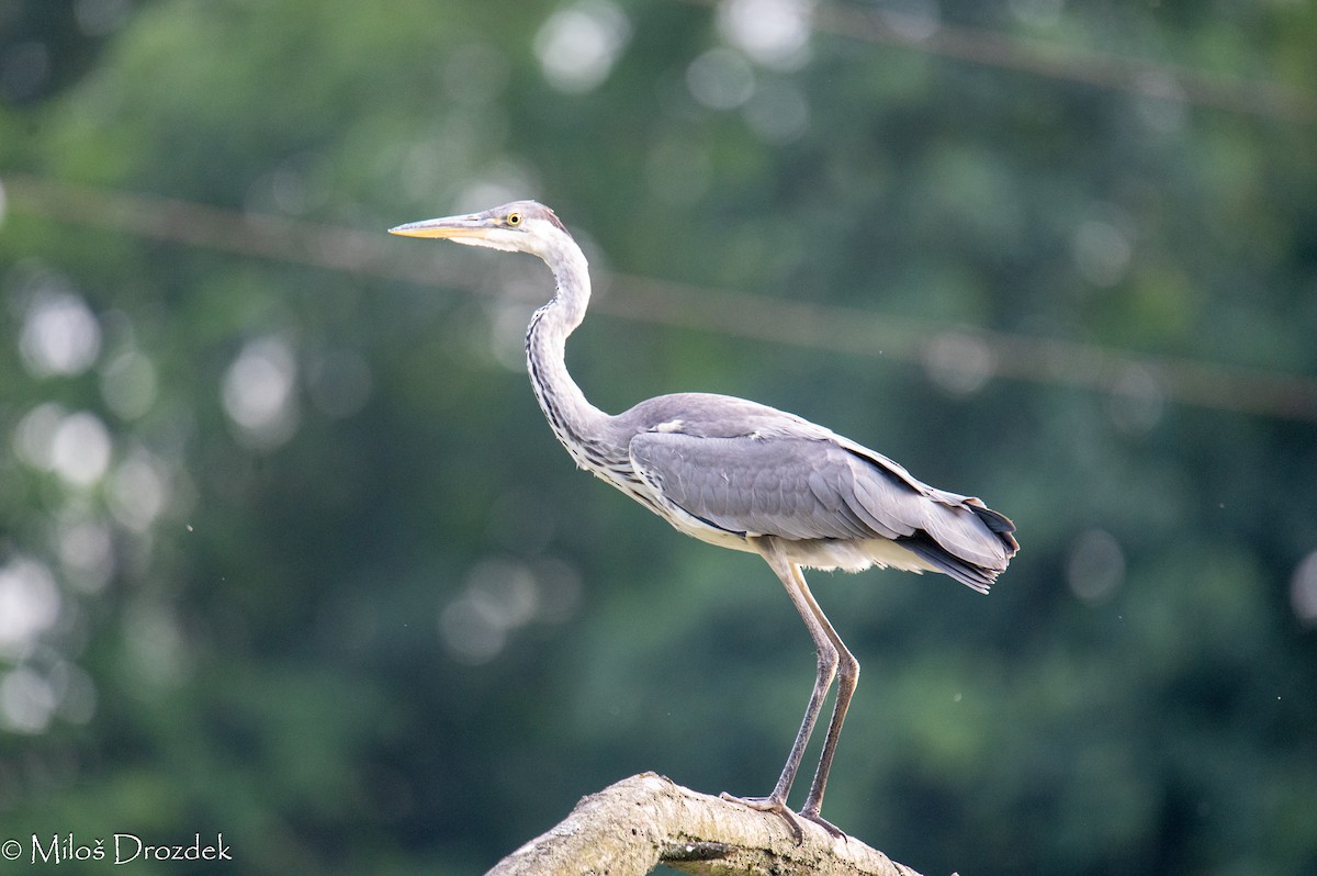 Gray Heron - ML622010473