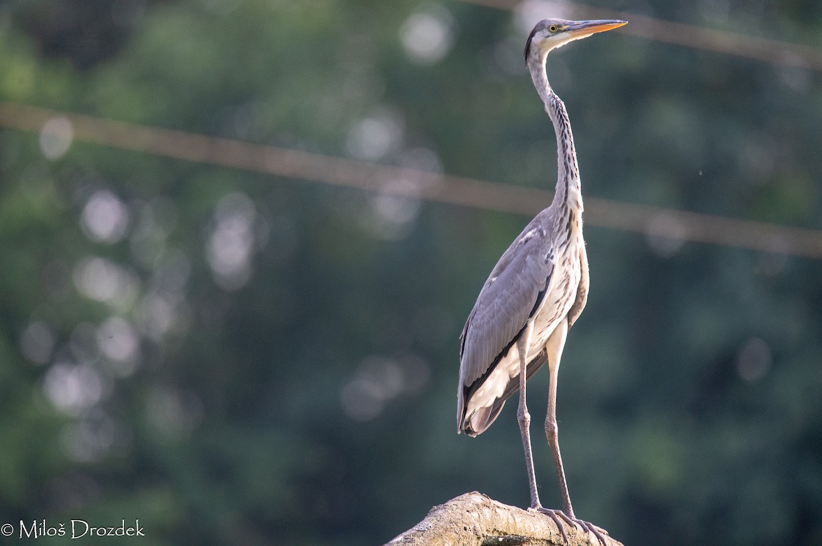 Gray Heron - ML622010474