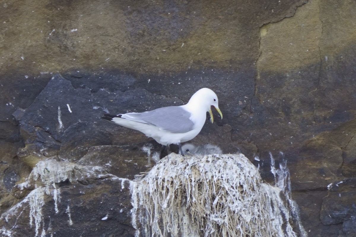 Black-legged Kittiwake - ML622010528