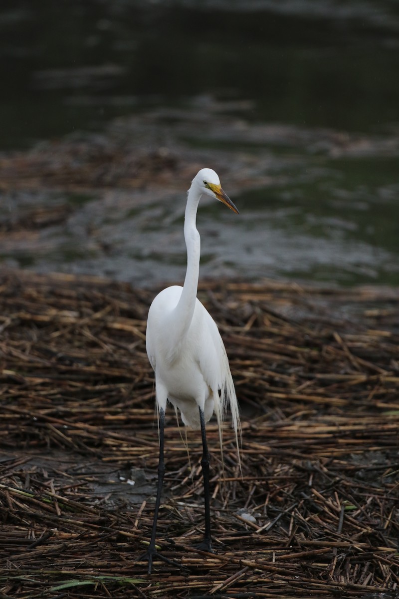 Great Egret - ML62201061