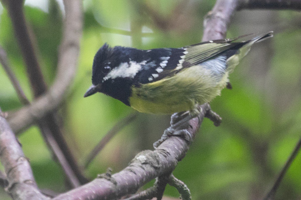 Yellow-bellied Tit - ML622010627