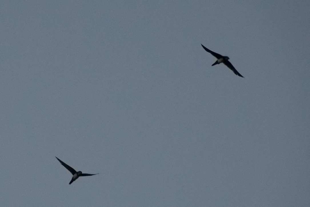 Alpine Swift - ML622010628